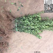 哪里有大葉黃楊綠籬苗 價格是多少？
