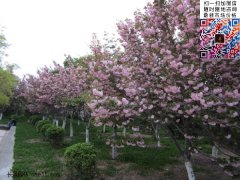 櫻花樹(shù)多少錢一棵？