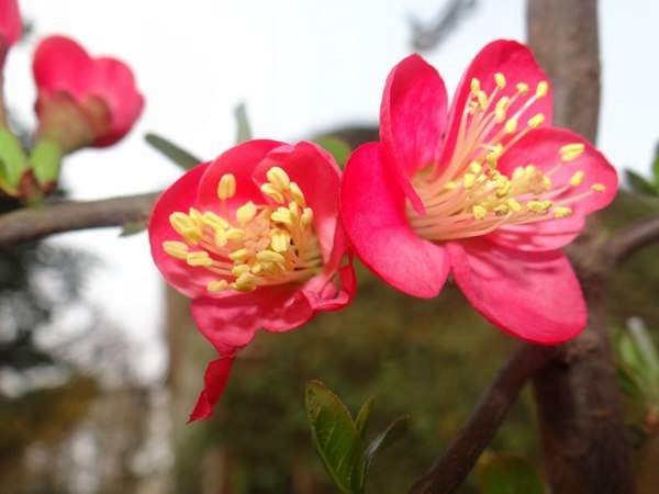 紅梅的花語是什么？