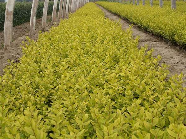 金葉女貞如何進(jìn)行繁殖育苗？