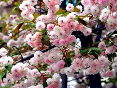 較大的櫻花樹(shù)基地，只有你不知道在哪里吧？