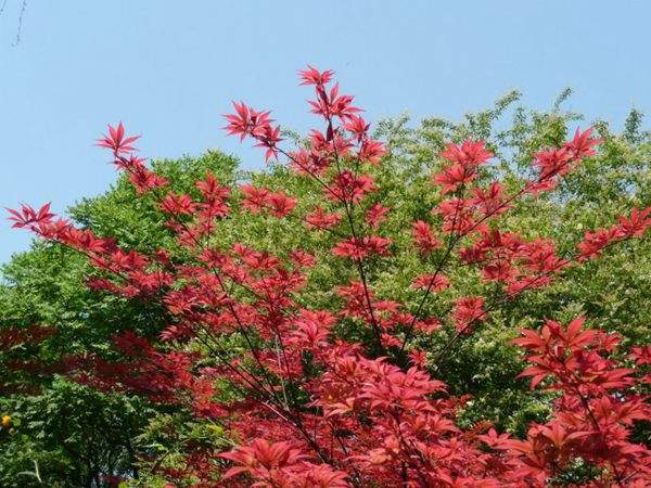 紅楓作衫，白楊為裙，美的傾國(guó)傾城！