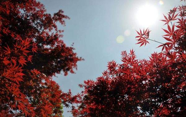 紅楓的三大用途，你知道哪個？！