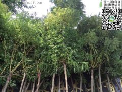 求購(gòu)5、6、7、8公分的精品黃金槐，還是到沭陽(yáng)，