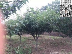 2016下半年最新最全櫻花樹(shù)苗價(jià)格已出，請(qǐng)更新