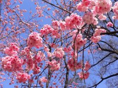 櫻花的花語(yǔ)是什么，有什么寓意？
