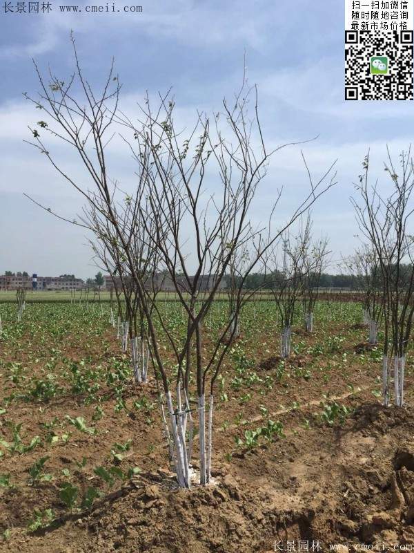 櫸樹綠化