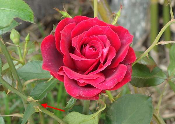 玫瑰花