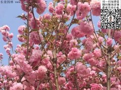 早櫻、晚櫻都是櫻，但你知道那款櫻花是最被看