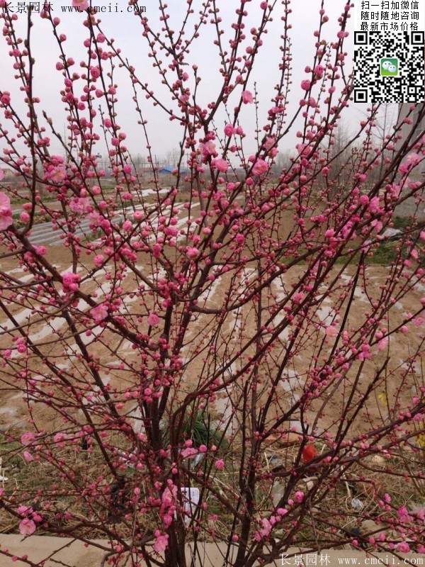 沭陽(yáng)榆葉梅 沭陽(yáng)榆葉梅