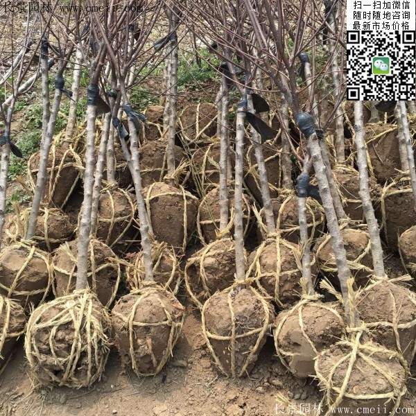 沭陽(yáng)榆葉梅規(guī)格 沭陽(yáng)榆葉梅規(guī)格