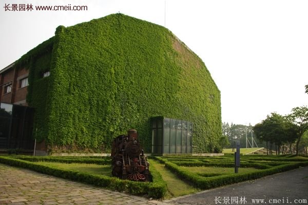爬山虎都能種植在哪些地方？