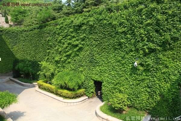爬山虎都能種植在哪些地方？