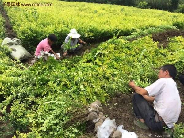 金葉女貞苗、金葉女貞球