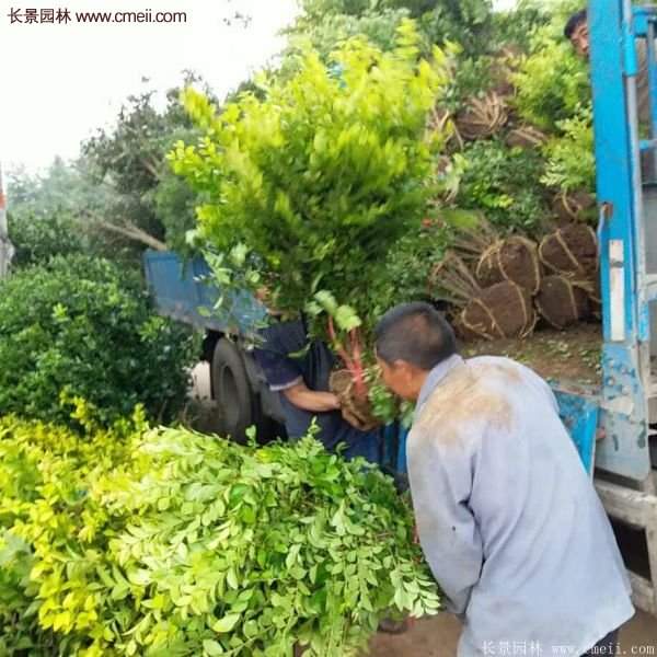 沭陽(yáng)金葉女貞 沭陽(yáng)金葉女貞