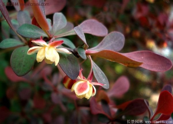 沭陽(yáng)紅葉小檗苗 沭陽(yáng)紅葉小檗苗