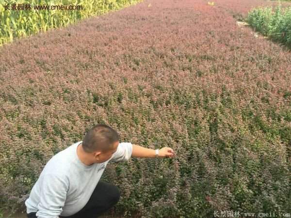 沭陽紅葉小檗價格 沭陽紅葉小檗價格