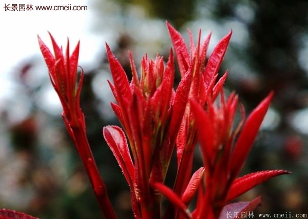 沭陽基地的紅葉石楠 沭陽基地的紅葉石楠