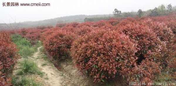 沭陽基地的紅葉石楠 沭陽基地的紅葉石楠