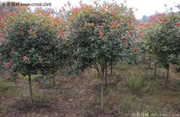 沭陽基地的紅葉石楠 沭陽基地的紅葉石楠