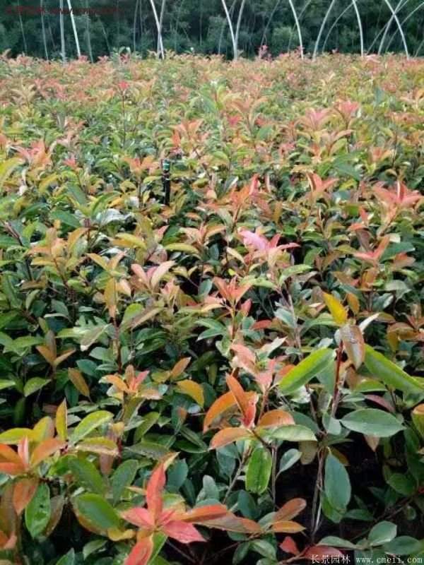沭陽紅葉石楠 沭陽紅葉石楠