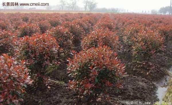 沭陽紅葉石楠 沭陽紅葉石楠