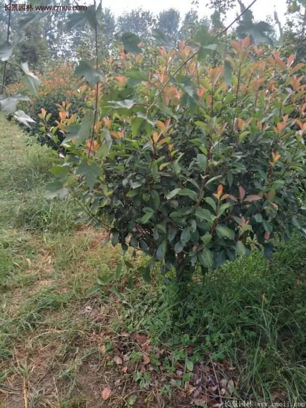 沭陽基地的紅葉石楠球、高桿紅葉石楠