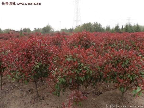 沭陽基地的紅葉石楠球、高桿紅葉石楠