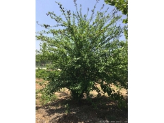 正宗紅花木槿，1~8公分規(guī)格齊全，分枝多冠幅大