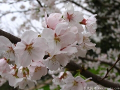哪里有櫻花樹(shù)苗？推薦一家誠(chéng)信單位