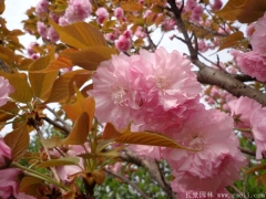 「內(nèi)部文件」江蘇櫻花樹(shù)苗批發(fā)價(jià)格單曝光！