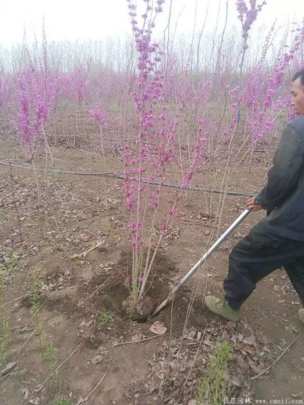 紫荊樹圖片基地實拍 紫荊樹圖片基地實拍