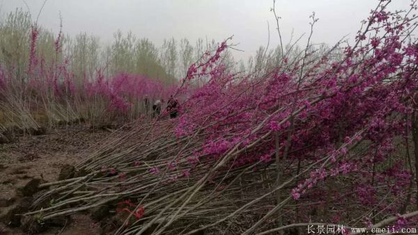 叢生紫荊樹圖片基地實(shí)拍 叢生紫荊樹圖片基地實(shí)拍