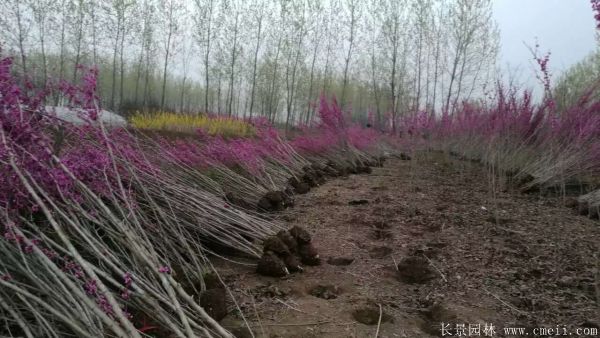 叢生紫荊樹圖片基地實(shí)拍 叢生紫荊樹圖片基地實(shí)拍