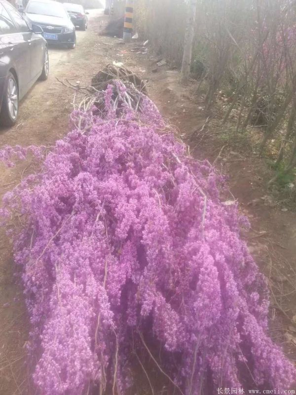 叢生紫荊樹圖片基地實拍 叢生紫荊樹圖片基地實拍