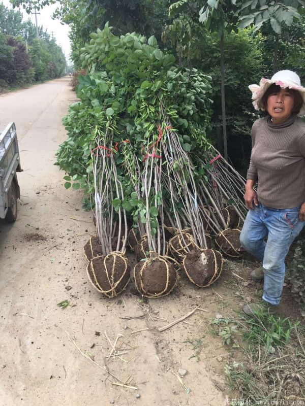 叢生紫荊樹圖片基地實(shí)拍 叢生紫荊樹圖片基地實(shí)拍