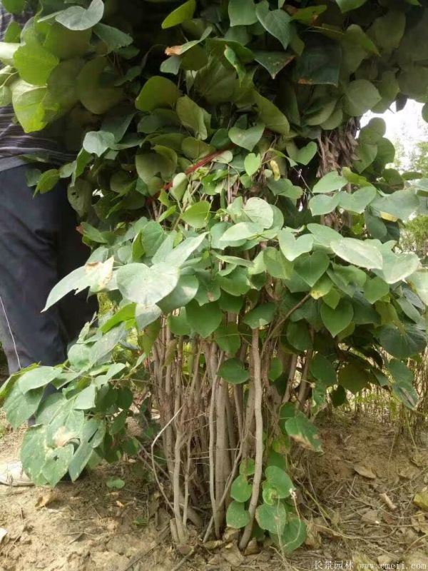 叢生紫荊樹圖片基地實(shí)拍 叢生紫荊樹圖片基地實(shí)拍