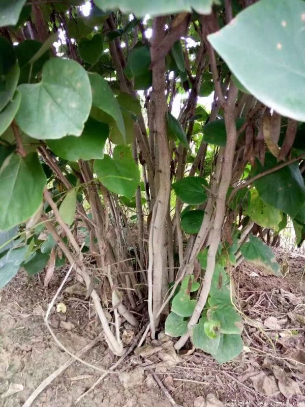 叢生紫荊樹圖片基地實(shí)拍 叢生紫荊樹圖片基地實(shí)拍