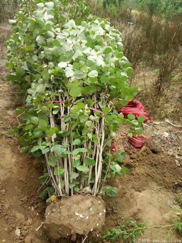 叢生紫荊樹圖片基地實(shí)拍 叢生紫荊樹圖片基地實(shí)拍