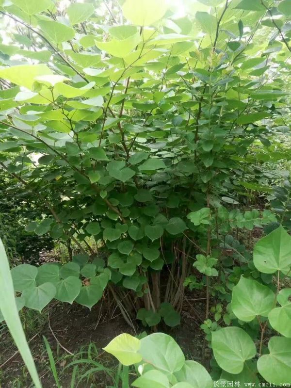 叢生紫荊樹圖片基地實(shí)拍 叢生紫荊樹圖片基地實(shí)拍