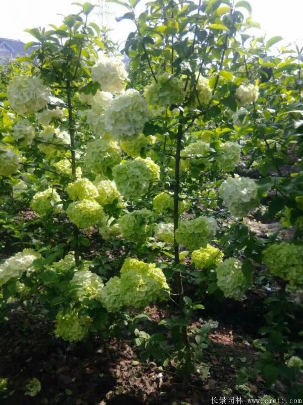 繡球花圖片基地實(shí)拍 繡球花圖片基地實(shí)拍