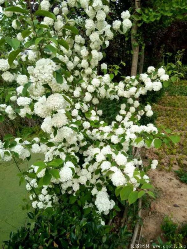 繡球花圖片基地實(shí)拍 繡球花圖片基地實(shí)拍