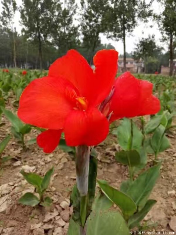 美人蕉圖片基地實(shí)拍 美人蕉圖片基地實(shí)拍