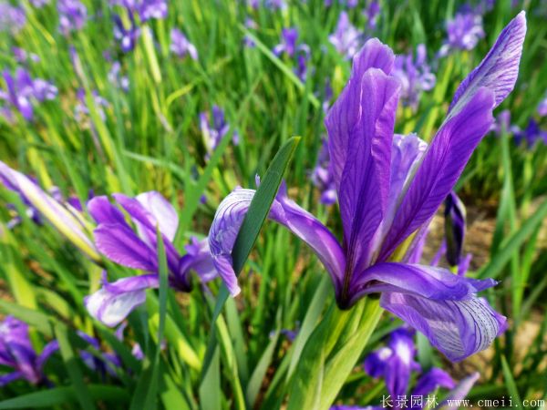 馬蘭花基地實拍圖片 馬蘭花基地實拍圖片