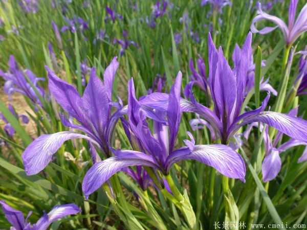 馬蘭花基地實拍圖片 馬蘭花基地實拍圖片
