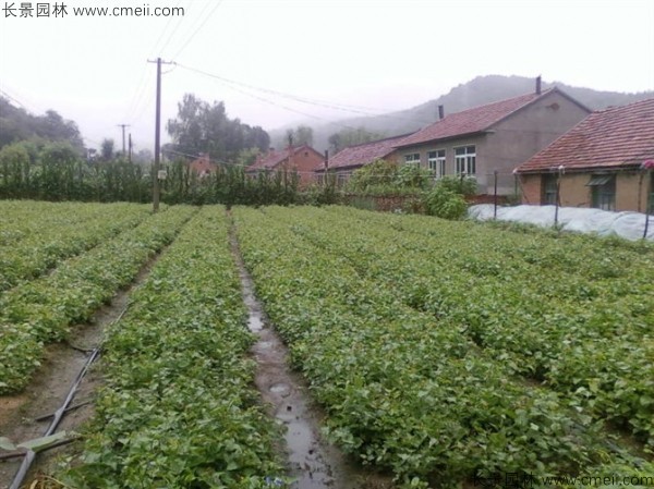 丁香小苗圖片 丁香小苗圖片