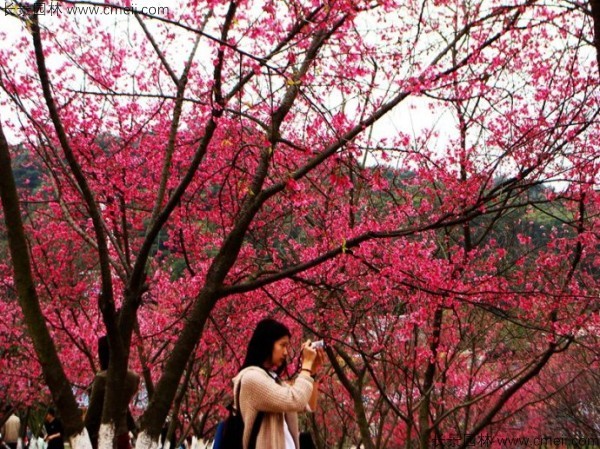 櫻花種子出苗發(fā)芽圖片 櫻花種子出苗發(fā)芽圖片