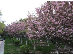 你一定不知的國(guó)內(nèi)目前較大的櫻花基地在哪？