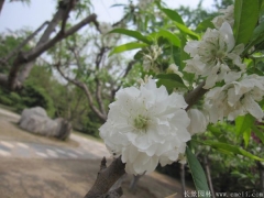全國(guó)這里櫻花樹(shù)苗價(jià)格很低，不怕你比較