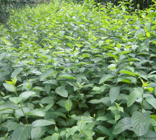 杜仲種子發(fā)芽出苗圖片 杜仲種子發(fā)芽出苗圖片